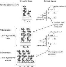 That is used to predict an outcome of a particular cross or breeding experiment. Genetic Crosses And Mendel S Experiment Dummies