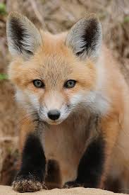 Red fox species and habitat information