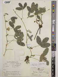 Image result for Macrotyloma africanum