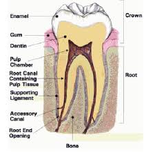 A tooth filling or root canal treatment usually works in the case of dental decay or a fractured tooth. Cavities And Fillings 101 Howstuffworks