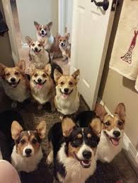 All are started with housebreaking. Crown Corgi S