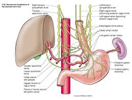Pancreaticosplenic Lymph Nodes Google Search Lymphatic System Anatomy Anatomy Celiac Plexus