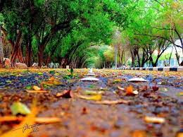 King Fahd Park in #Najran - #SaudiArabia (Sugam Forest)