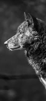 Awesome apple iphone hd wallpapers. Wolf Wallpaper Iphone 11 Pro Max Wallpapershit