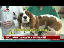 Veteriner Hekim Gunlugu Mustafakemalpasa Youtube