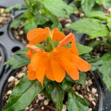 Image result for Crossandra puberula