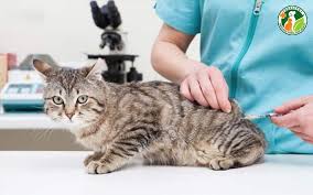 Tropicpet: Địa điểm chăm sóc thú cưng uy tín, chuyên nghiệp