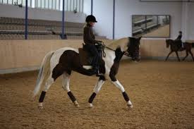 Kein anderer ausdruck kann das dieter bohlen achtet sehr auf seine fitness und zählt reiten, tauchen und golf zu seinen hobbies. Dieter Bohlen Der Dressur Sichtet Den Nachwuchs In Wurttemberg Wpsv Wurttembergischer Pferdesportverband E V