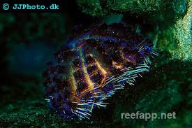 Image result for Pentarrhinum abyssinicum