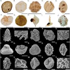 Image result for Mohria marginalis