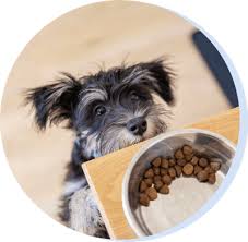 Many dog breeds prefer wet dog food over kibble. Best Dog Food Uk 2021 From Raw Wet To Dry Dog Food Puppy To Senior Food Grain Free And Hypoallergenic The Scotsman