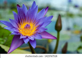 Image result for Nymphaea nouchali