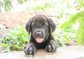 Born may22, he is a big healthy pup and super lovable. Remmy Bernese Mountain Dog Lab Mix Puppy For Sale In Blain Pa Happy Valentines Day Happyvalentinesday2016i
