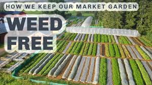 Maybe you would like to learn more about one of these? Weed Free Market Gardening Our No Dig Approach Youtube