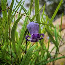 Image result for Clematis villosa