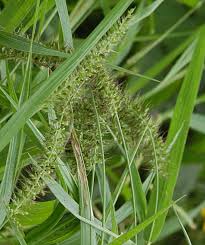 Image result for Setaria verticillata