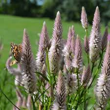Image result for Celosia argentea