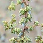Image result for Suaeda vermiculata
