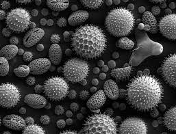 Hay Fever Definition And Synonyms Of Hay Fever In The English Dictionary