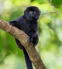 Image result for Dicoma galpinii