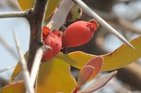 Image result for Tapinanthus forbesii