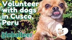Maybe you would like to learn more about one of these? Volunteer Peru Dog Rescue Dog Shelter Globalteer