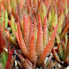 Image result for Aloe wollastonii