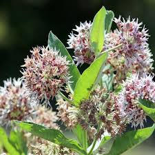 Showy Milkweed Seed Asclepias Speciosa Flower Seeds Milkweed Seeds Milkweed Plant Milkweed