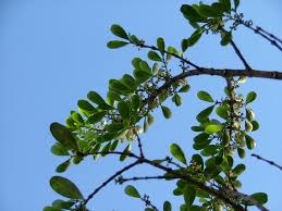 Image result for Pleurostylia