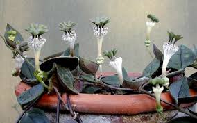 Image result for Ceropegia rendallii