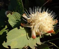 Image result for Protea madiensis