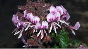 Image result for Geraniaceae