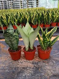 Image result for Sansevieria