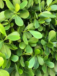 Plants with dangerous spines or thorns shortly after. Please Help Me Identify This Plant Grows All Over South Florida I Have Seen It As A Shrub And Tree Plantidentification