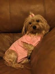 It is admired for its cute appearance and independent disposition. Asheville Nc Havanese Meet Haven A Pet For Adoption