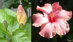 Image result for Hibiscus reekmansii