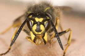 Das Ist Der Genialste Trick Gegen Wespen Eine Papiertute Mehr Brauchst Du Nicht Wespe Papiertute Tipps Und Tricks