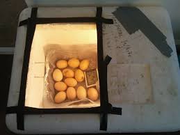 Vergleiche preise für eggs incubator und finde den besten preis. How To Build A Homemade Chicken Egg Incubator For Less Than 20 Pethelpful