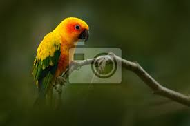 Gelber Vogel Sun Parakeet Aratinga Solstitialis Seltener Papagei Leinwandbilder Bilder Ecuador Kolumbien Flugel Myloview De
