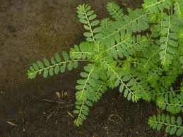 Image result for Phyllanthus