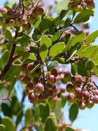 Browse pictures and read growth / cultivation information about arctostaphylos, manzanita bush (arctostaphylos ) 'baby bear' supplied by member gardeners in the plantfiles database at dave's garden. Arctostaphylos Baby Bear Manzanita Bush Manzanita By The Baby Bear