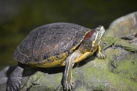See full list on everythingreptiles.com How Long Do Red Eared Sliders Live Average Maximum Lifespan Overview Pet Keen