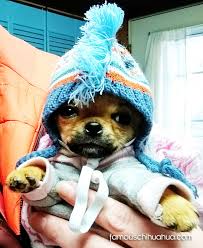 We specialize in mini size of this breed !!! Meet Shuggie A Super Cute Tiny Teacup Chihuahua Puppy From New York Famous Chihuahua