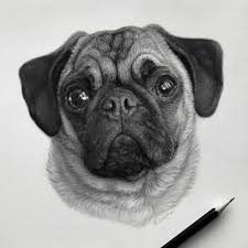 Learn to draw sitting dogs, standing dogs, cute dogs, silly. Artist Makes Realistic Pet Portraits Using Only A Pencil Here Are The Best 49 Works Bored Panda