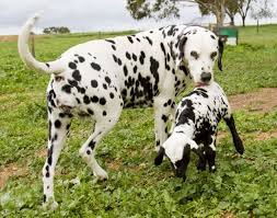 Abandoned Spotty Baby Lamb Adopted By Dalmatian Dog Barossa Valley Australia On Aug 11 2012 Animals Friendship Animals Animals Friends