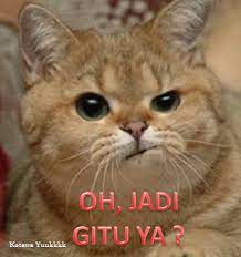 800 Gambar Hewan Lucu Buat Komentar Facebook Terbaru Infobaru