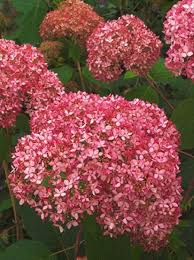 Image result for Hydrangea arborescens Pink Anabelle