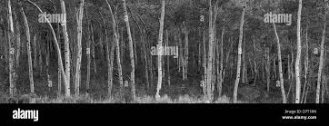 Aspen Trees Black And White Stock Photos Images Alamy