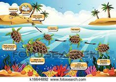 صور كليب ارت دورة حياة الحيوان google search sea turtle poster vector illustration