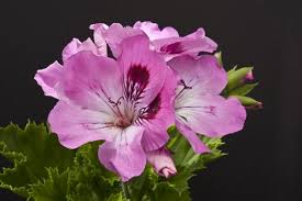 Send flowers, gifts or fruit baskets to nursing homes, show that you care. Geraniaceae Com Details Of Pelargonium Eloika Pelargonium Geraniums Pink Flowers